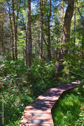 Obraz na płótnie Shark Reef Sanctuary boardwalk hiking trail views Lopez Island, San Juan Islands summer 2024, Washington, United States. w salonie