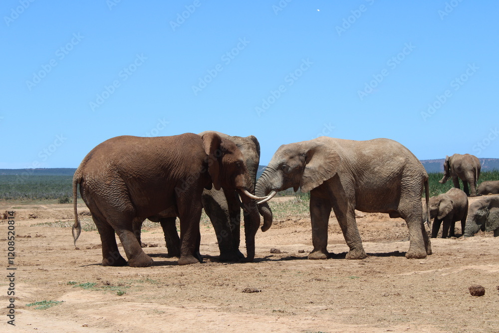Fototapeta premium Viaggio in Sud Africa