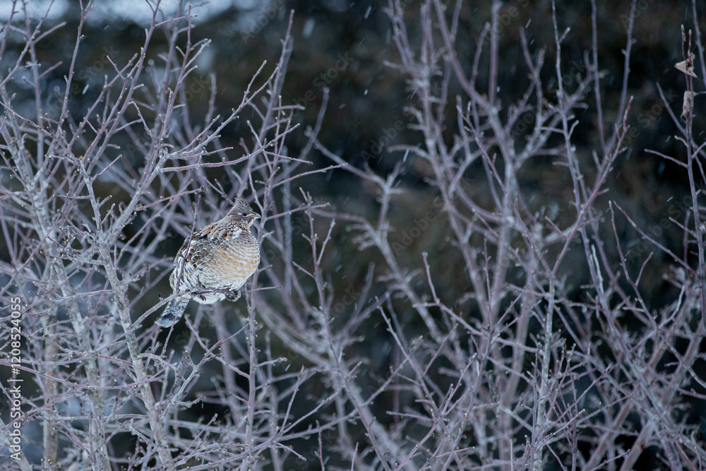 Winter ruffed grouse enjoying some tree buds before retiring for the evening.