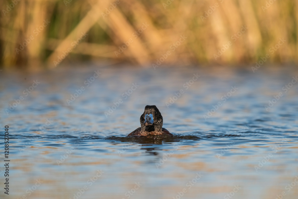 Fototapeta premium Lake Duck in Pampas Lagoon environment, La Pampa Province, Patagonia , Argentina.