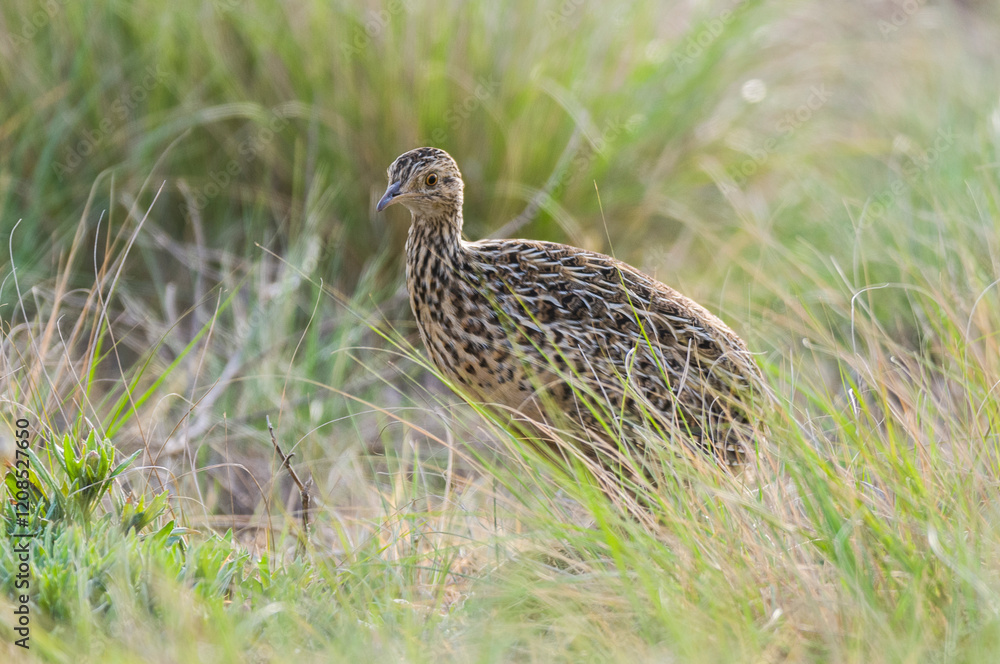 Tinamou in grassland environment, Pampas, Argentina Tinamou in grassland environment, Pampas, Argentina