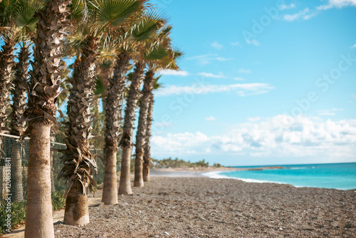 Palm trees on the beach, photo