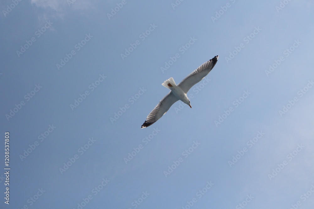 Obraz premium Gaviota cazando