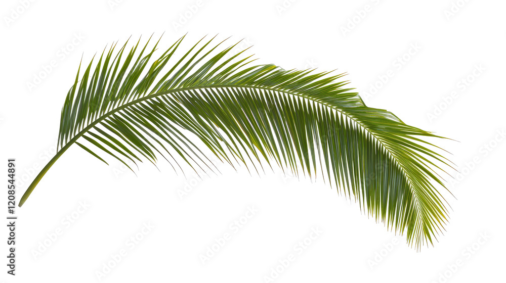Fototapeta premium Green Coconut Palm Leaf on Clear Background Generative AI