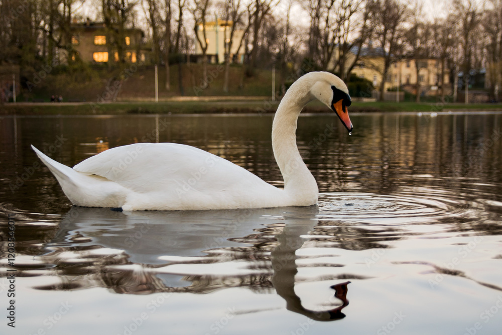 Fototapeta premium swan on the lake