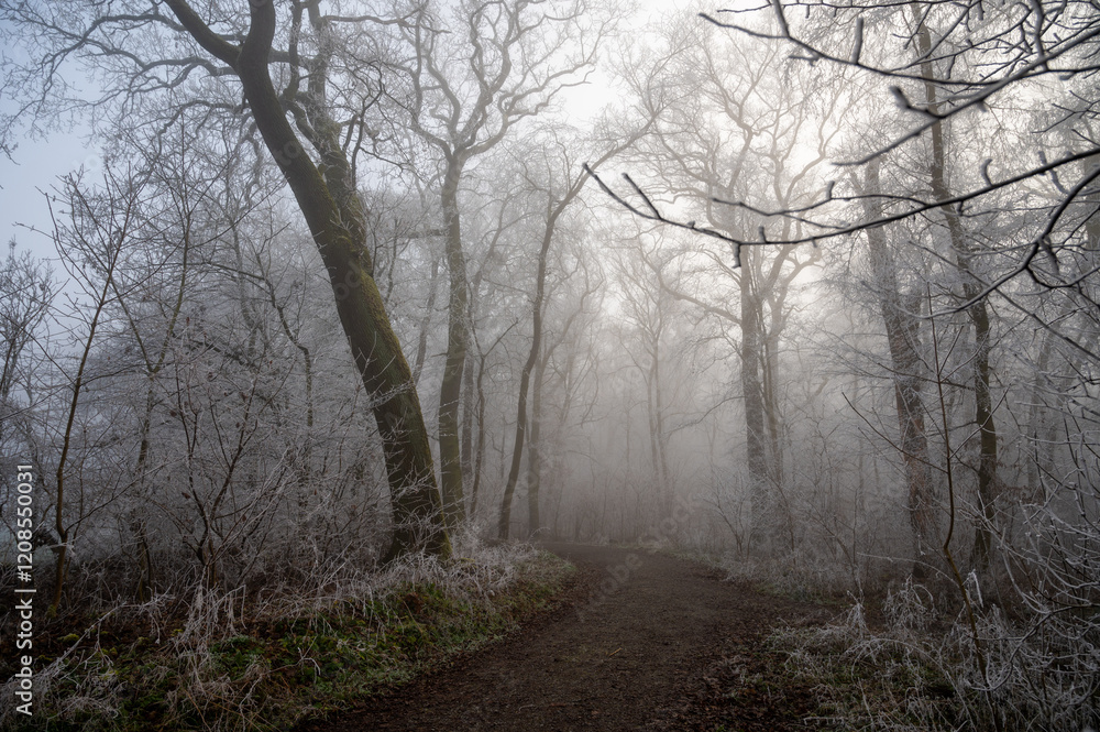 Nebel im Wald Nebel im Wald