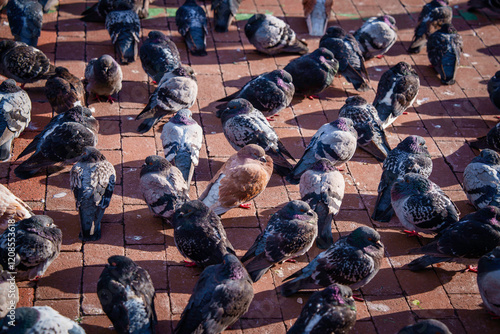 Groups of Pigeon on the winter street in Downtown Providence, Rhode Island, USA photo