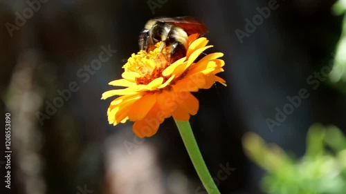 Abeja en primavera polinización de flores por esporas  photo