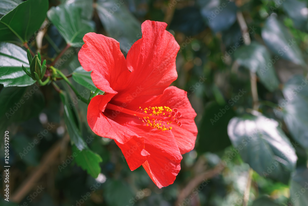 Tropical flowering Hibiscus rosa sinensis, Chinese hibiscus, China rose, rose mallow on green leaves background in greenhouse or orangery. Gardening hobby, plant breeding and cultivation