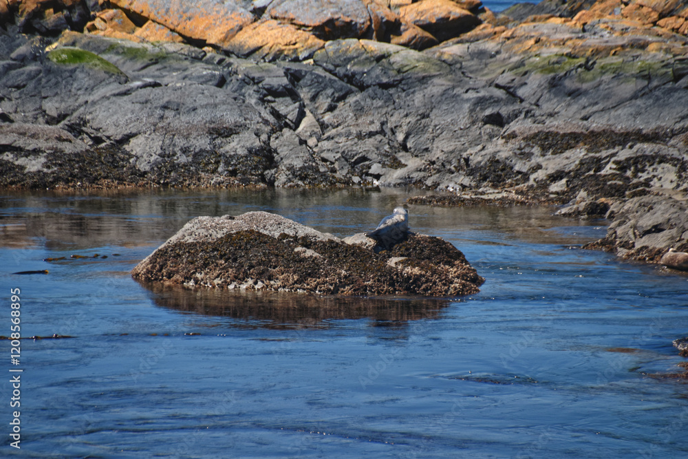 Shark Reef Sanctuary coastal ocean views Lopez Island, San Juan Islands summer 2024, Washington, United States.