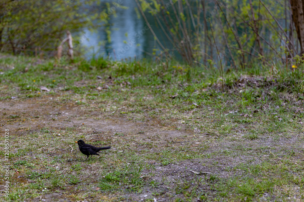 Blackbird on the bank of a reservoir near water bushes Blackbird on the bank of a reservoir near water bushes