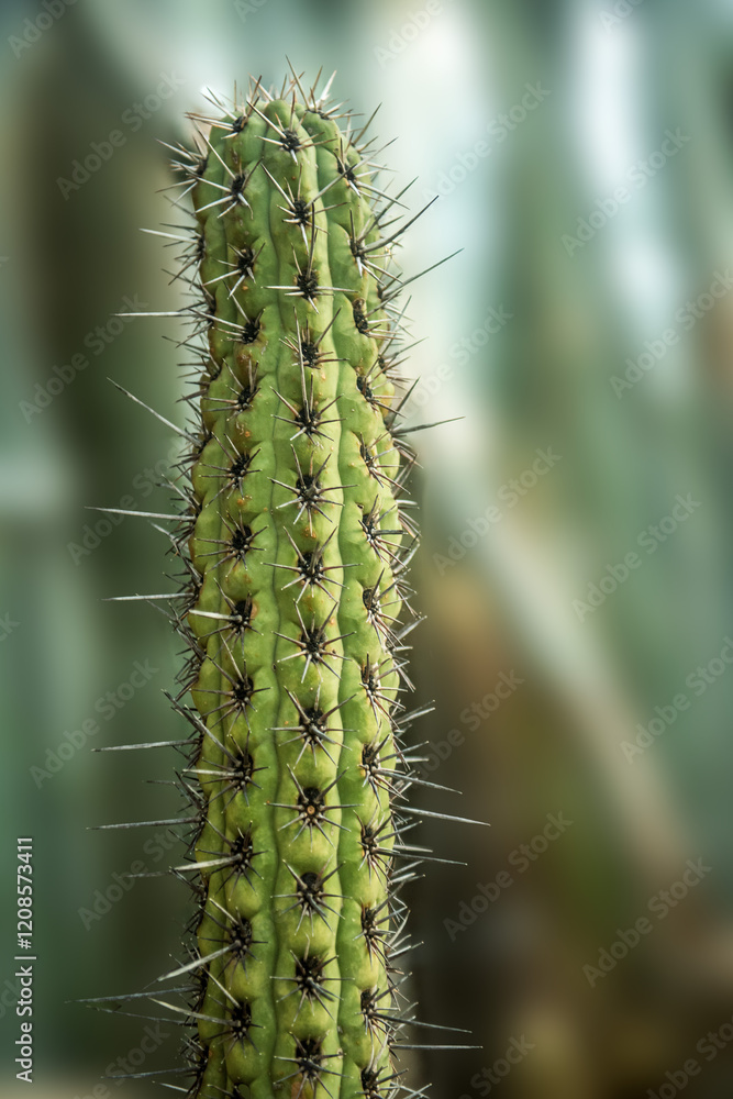 A detailed close-up of a green cactus with sharp spines A detailed close-up of a green cactus with sharp spines