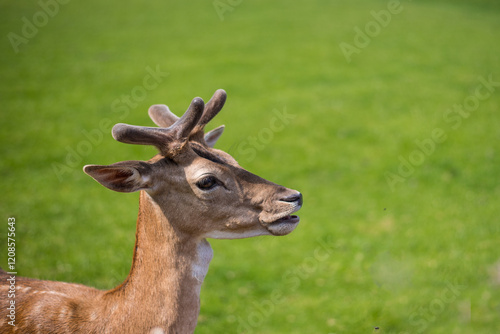 young shy fallow deer playing in the green meadow photo