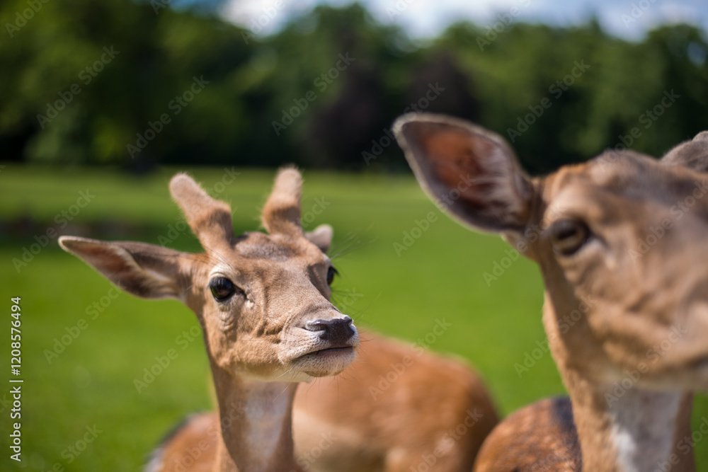 young shy fallow deer playing in the green meadow young shy fallow deer playing in the green meadow