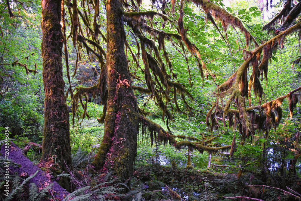 Obraz premium Hall of Mosses and Spruce Nature Trail, Hoh Rainforest, Olympic National Park, Washington, United States, America.
