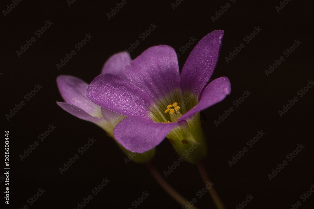 flores flores
