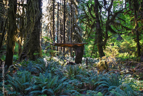 Hall of Mosses and Spruce Nature Trail, Hoh Rainforest, Olympic National Park, Washington, United States, America. photo