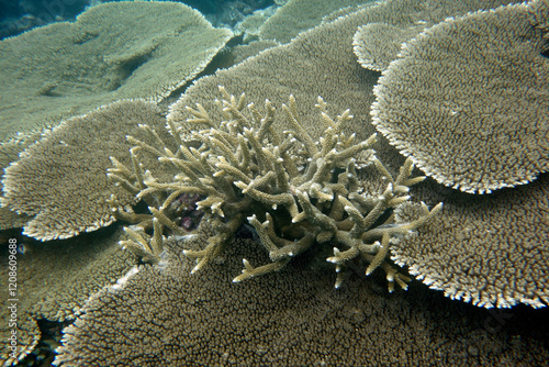 Beautiful table coral,(Acropora hyacinthus) with staghorn coral,(Acropora robusta) in the center. On the reef in the Maldives. photo