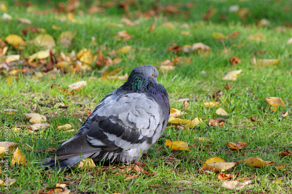Fototapeta premium pigeon on the grass