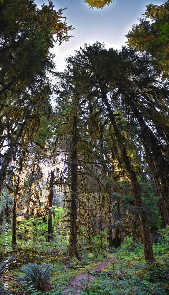 Hall of Mosses and Spruce Nature Trail, Hoh Rainforest, Olympic National Park, Washington, United States, America. Hall of Mosses and Spruce Nature Trail, Hoh Rainforest, Olympic National Park, Washington, United States, America.