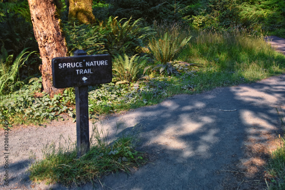 Hall of Mosses and Spruce Nature Trail, Hoh Rainforest, Olympic National Park, Washington, United States, America. Hall of Mosses and Spruce Nature Trail, Hoh Rainforest, Olympic National Park, Washington, United States, America.