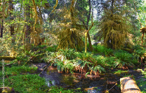 Hall of Mosses and Spruce Nature Trail, Hoh Rainforest, Olympic National Park, Washington, United States, America. photo