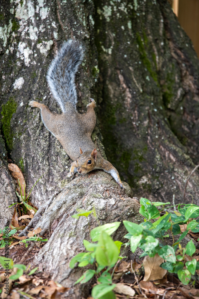 energetic squirrel energetic squirrel