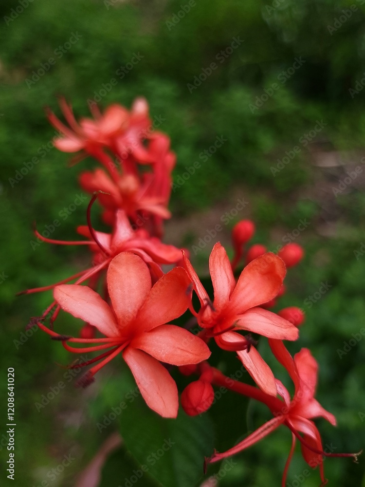 Fototapeta premium clerodendrum speciosissimum in the garden