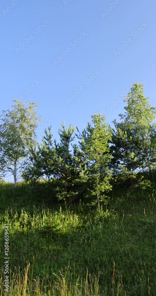 deciduous birch trees growing on a hill against a blue sky background, young low trees with green foliage against a blue sky background deciduous birch trees growing on a hill against a blue sky background, young low trees with green foliage against a blue sky background
