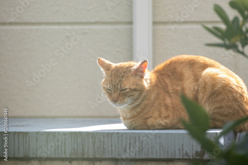 屋外で昼寝をする茶トラの野良猫 photo