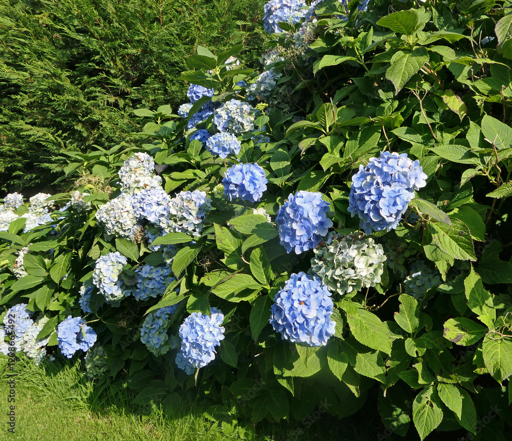 Beautiful Hydrangea bushes in full bloom in a garden in the UK Beautiful Hydrangea bushes in full bloom in a garden in the UK
