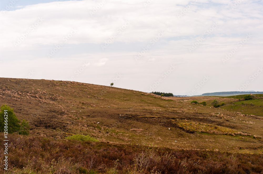 Fototapeta premium A field with a tree in the middle and a few sheep scattered around
