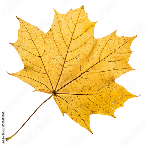 Wallpaper Mural maple leaf isolated on white Torontodigital.ca