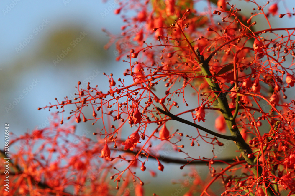 Close-up textured background of a red flame tree Close-up textured background of a red flame tree