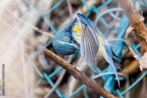 水浴びする
幸せの青い鳥、可愛いルリビタキ（ヒタキ科）
英名学名：Red-flanked Bluetail (Tarsiger cyanurus)
神奈川県清川村、早戸川林道-2025年
 photo