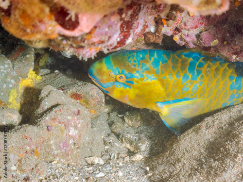 大きく美しいヒブダイ（ブダイ科）他。
英名学名：BlueBlue-barred parrotfish (Scarus ghobban)
静岡県伊豆半島賀茂郡南伊豆町中木ヒリゾ浜2024年
 photo