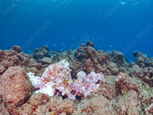 高海水温が続いているのでサンゴの白化現象が起きている。
サンゴに集まる、美しいソラスズメダイ（スズメダイ科）他の群れ。
英名学名：Heavenly Damselfish (Pomacentrus coelestis)
Psammocora superficialis
静岡県伊豆半島賀茂郡南伊豆町中木ヒリゾ浜2024年
 photo