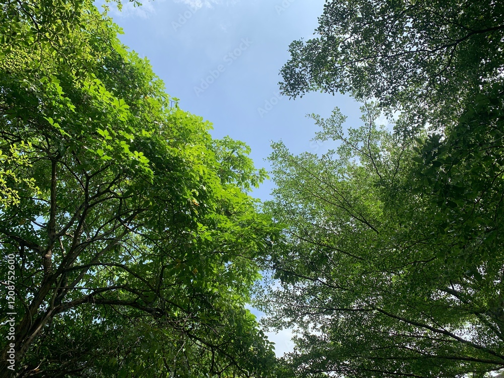 Obraz premium view of beautiful gorgeous of nature.