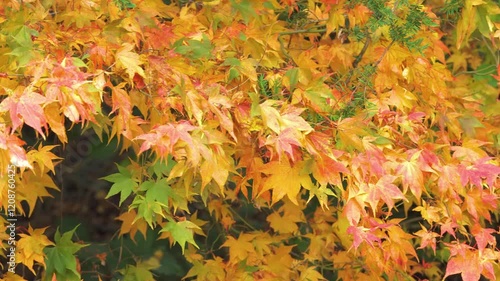 Japanese maple tree / fall (Acer Palmatum Osakazuki), red autumn leaves. 