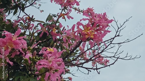 トックリキワタの花,大きなピンクの花が垂れ下がる熱帯のトックリの形をした花木