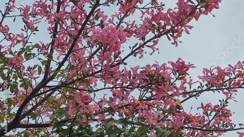 トックリキワタの花,大きなピンクの花が垂れ下がる熱帯のトックリの形をした花木