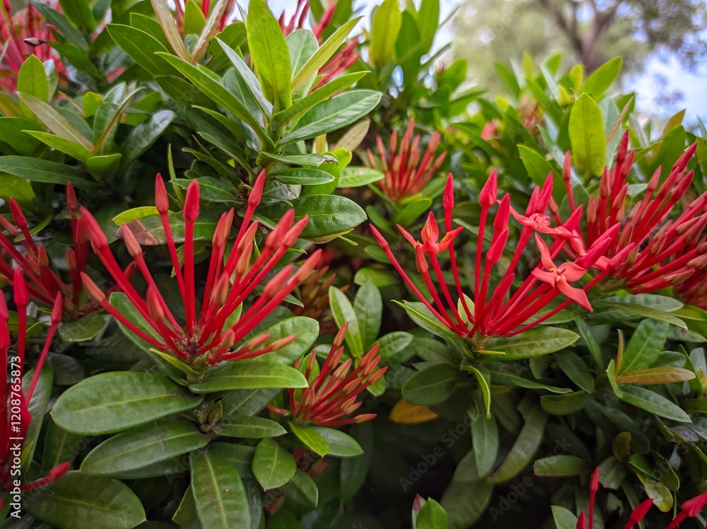 Obraz premium Ixora chinensis, commonly known as Chinese ixora, is a species of plant of the genus Ixora.