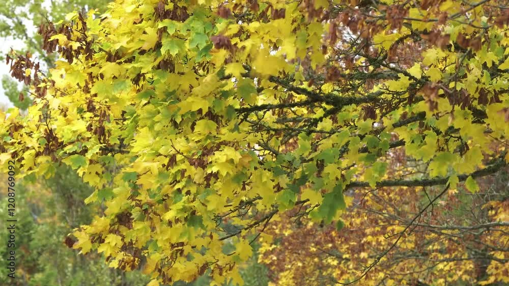 Golden autumn of maple trees in the park. Golden autumn of maple trees in the park.