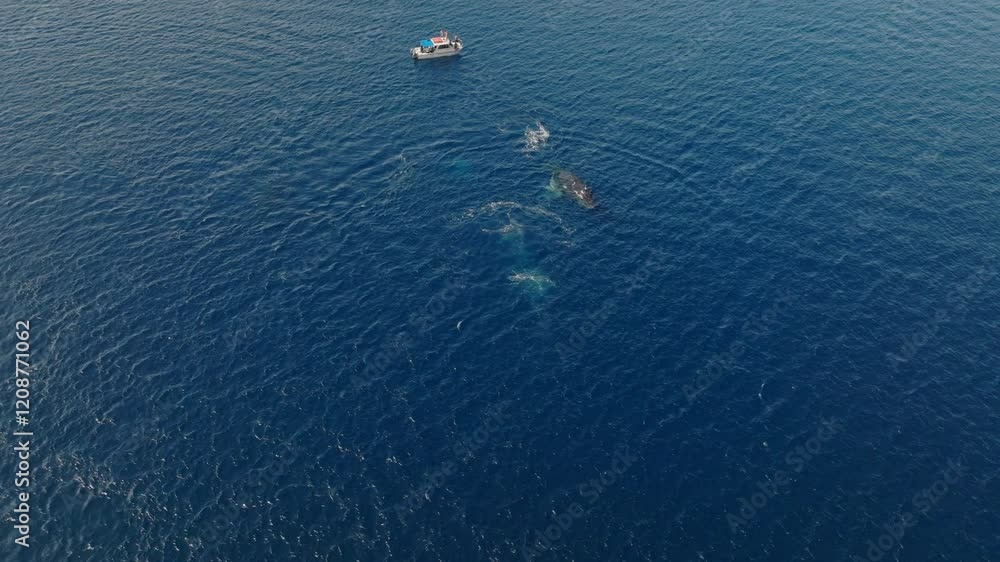 Aerial high angle orbit of humpback whales swimming close to the surface in calm tropical waters near Tonga next to tour boat Aerial high angle orbit of humpback whales swimming close to the surface in calm tropical waters near Tonga next to tour boat