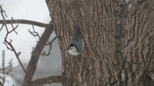 Closeup of a White-breasted Nuthatch picking out insects on a tree trunk in a winter snowstorm in Minnesota