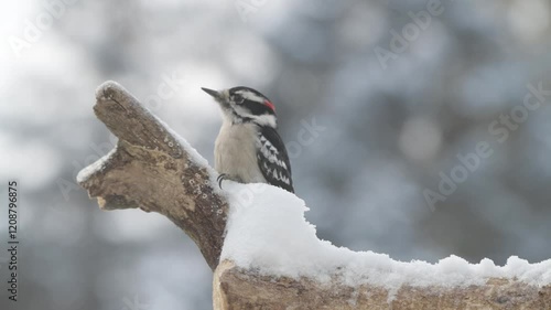Closeup of a Downy woodpecker on a snow-covered branch in the winter in Minnesota