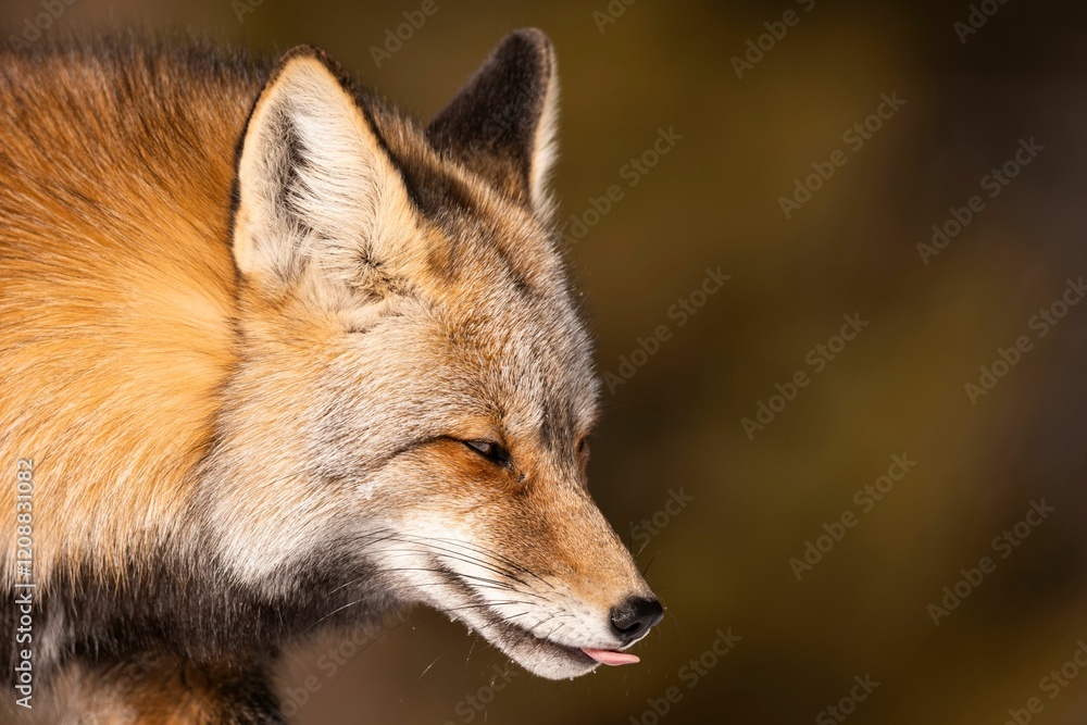 Obraz premium Close-up of a red fox with a blurred background.