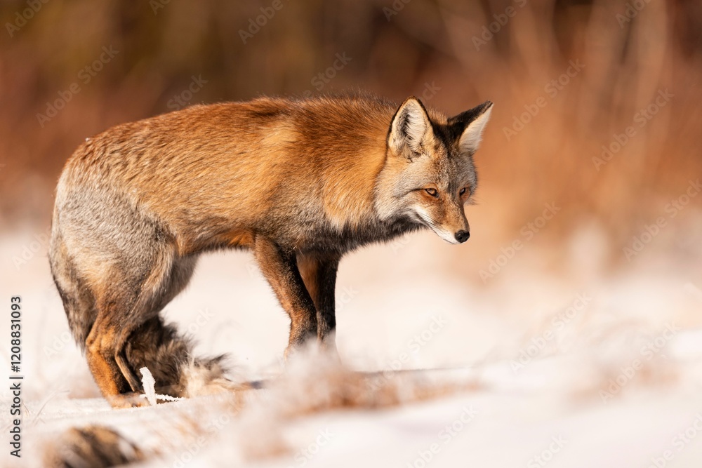 Fototapeta premium Red Fox in Snowy Landscape
