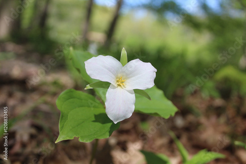 Large-flowered trillium close up at Harms Woods in Skokie, Illinois photo