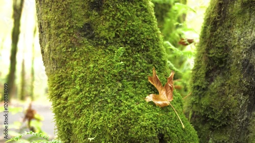 Close-up of green moss on tree roots, with dappled sunlight, in a tropical rainforest jungle. 